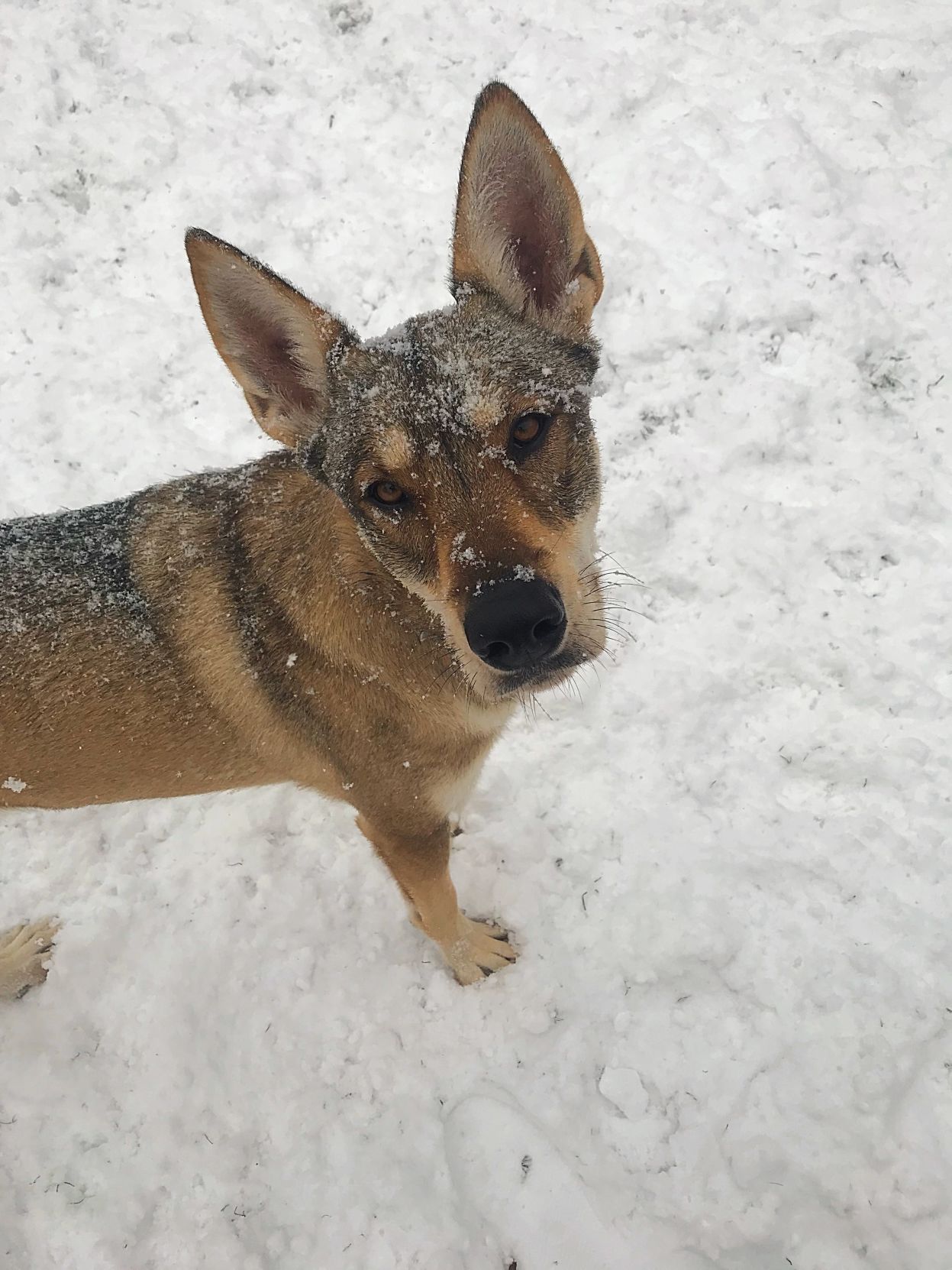 The Times Cutest Pets of Winter 2018